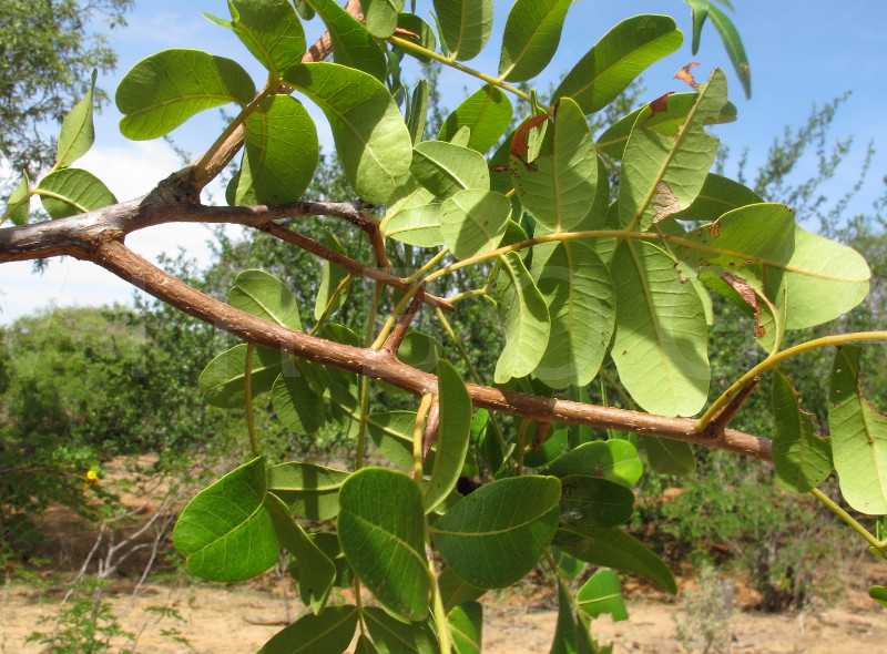 آلوی برزیلی